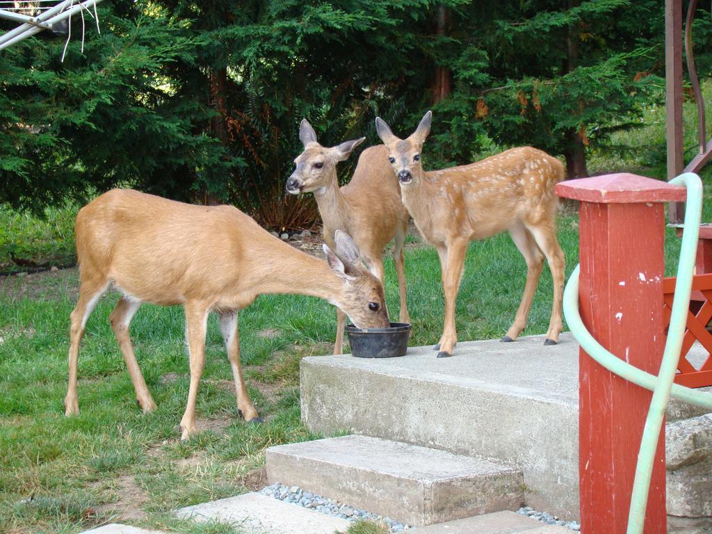 Hummers Haven Bed And Breakfast 던컨 외부 사진